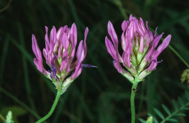 Raíz seca de Astragalus membranaceus (Huang Qi), planta adaptógena para reforzar las defensas en medicina integrativa