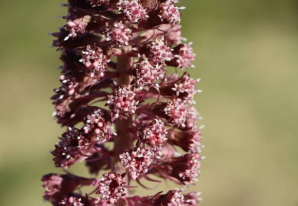Petasites hybridus — Petasita para profilaxis de migraña