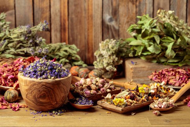 Plantas medicinales para aumentar las defensas: equinácea, astrágalo y reishi sobre fondo verde botánico