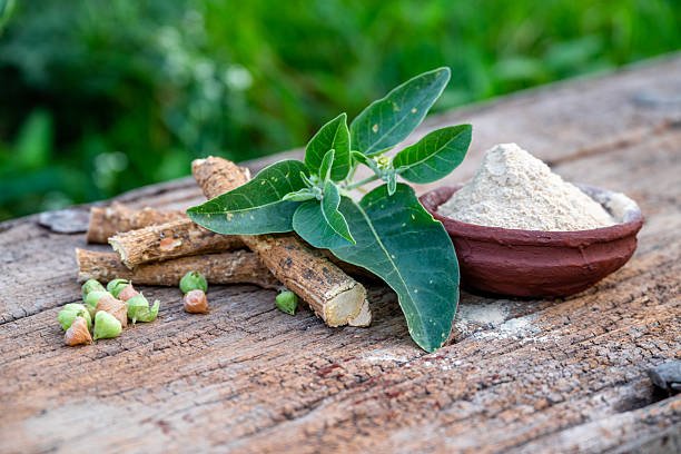 Withania somnifera – Ashwagandha raíz y polvo