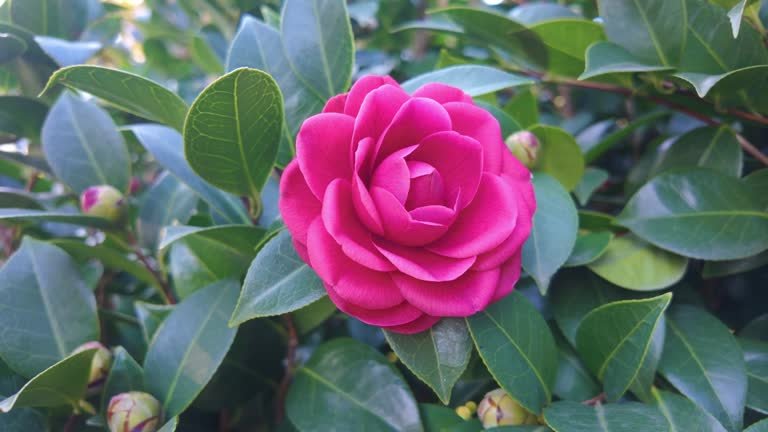 Camellia sinensis – hojas de té verde L-Teanina