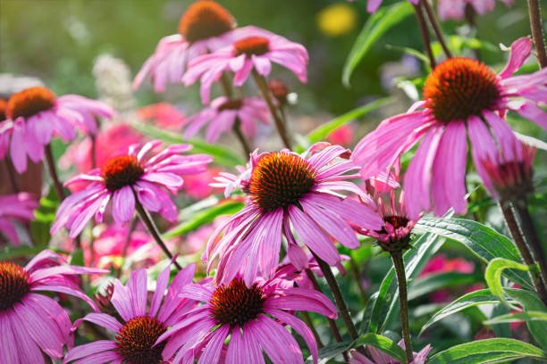 Flores de Echinacea purpurea, planta medicinal utilizada para fortalecer y aumentar las defensas del sistema inmune