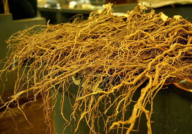 Piper methysticum – Kava Kava raíz del Pacífico