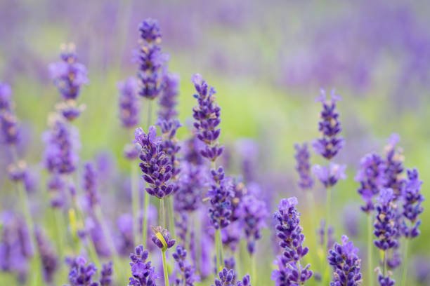 Lavandula angustifolia – campo de lavanda en flor