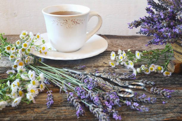 Campo de lavanda (Lavandula angustifolia) para aromaterapia y fitoterapia en el tratamiento de la ansiedad y el insomnio