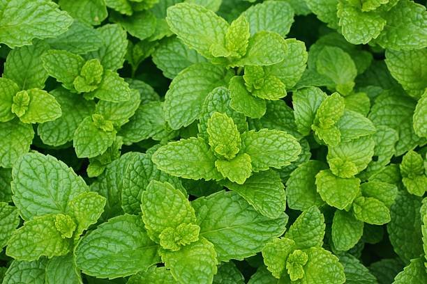 Mentha piperita — aplicación tópica en migraña