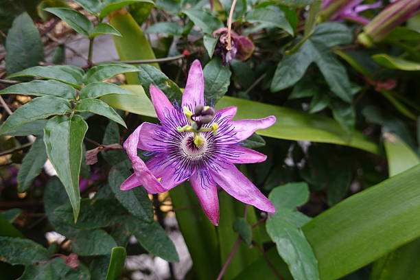 plantas para dejar benzodiazepinas – Passiflora incarnata flor