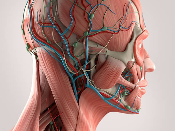 Sistema trigémino-vascular y fisiopatología de la migraña