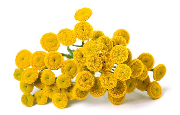 Tanacetum parthenium — Matricaria para la migraña
