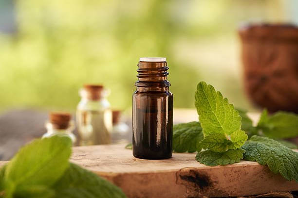 Hojas frescas de melisa (Melissa officinalis), planta medicinal ansiolítica con compuestos fenólicos moduladores del GABA