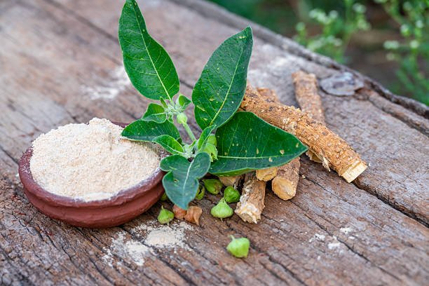 Withania somnifera (ashwagandha), raíz adaptógena que potencia la actividad GABAérgica cerebral