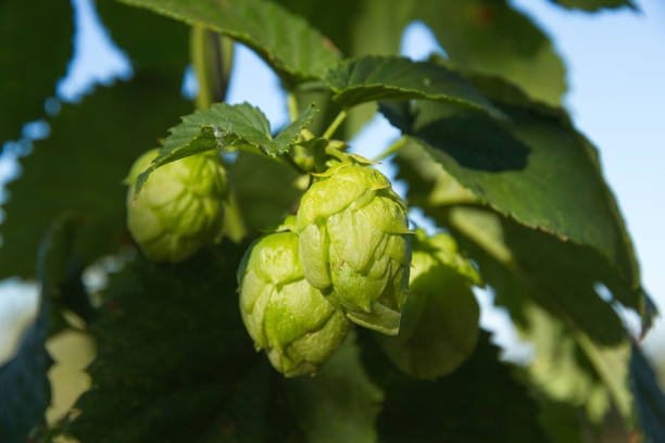 Humulus lupulus (lúpulo), conos con humulona que modulan el receptor GABA-A para el insomnio