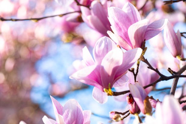 magnolias para el insomnio de mantenimiento