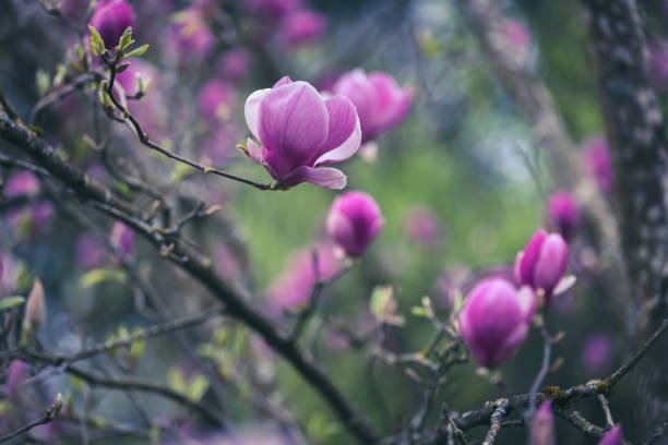 Corteza de Magnolia officinalis con honokiol y magnolol, moduladores GABA-A para el sueño sin resaca