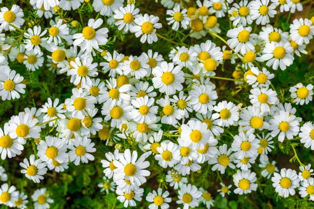 Matricaria chamomilla (manzanilla) con apigenina, agonista parcial del receptor benzodiazepínico sin resaca