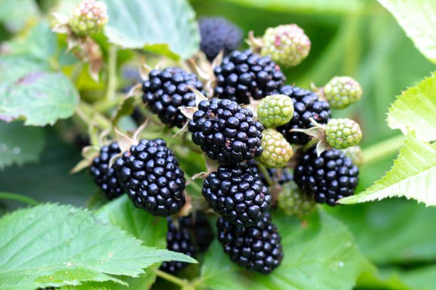 Hojas frescas de zarzamora (Rubus fruticosus) sobre fondo natural